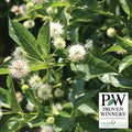  Sugar Shack&reg; Buttonbush