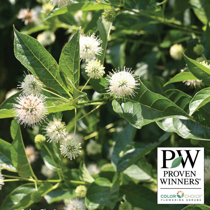  Sugar Shack&reg; Buttonbush