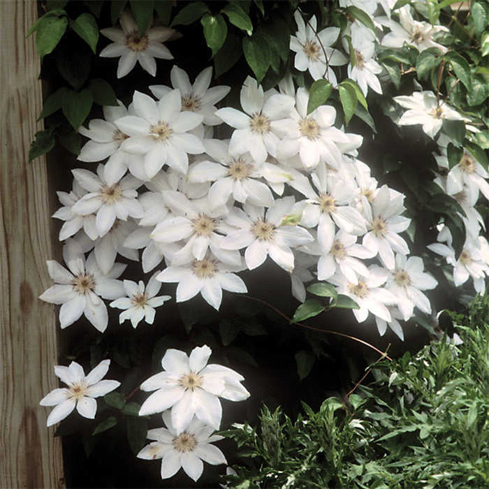  Henryi Clematis