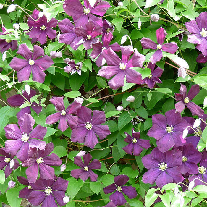  Jackmanii Clematis