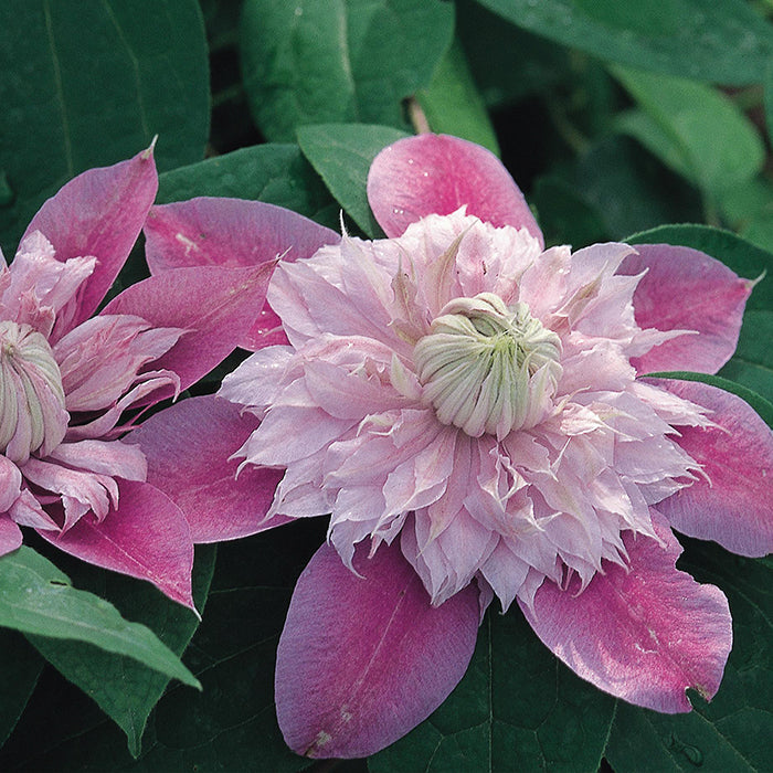  Josephine&trade; Clematis