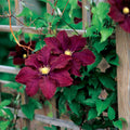  Midnight Showers Clematis