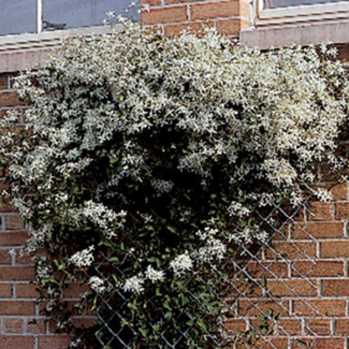  Paniculata Clematis