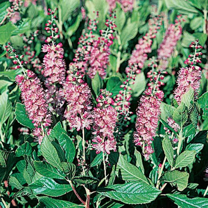  Ruby Spice Summersweet