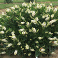  Sugartina&reg; Crystalina Summersweet