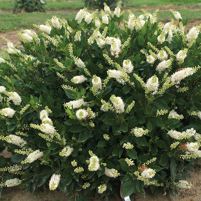  Sugartina&reg; Crystalina Summersweet