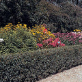  Hedge Cotoneaster