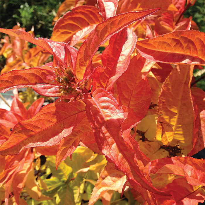  Kodiak&reg; Orange Diervilla