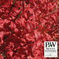  Fire Ball&reg; Burning Bush