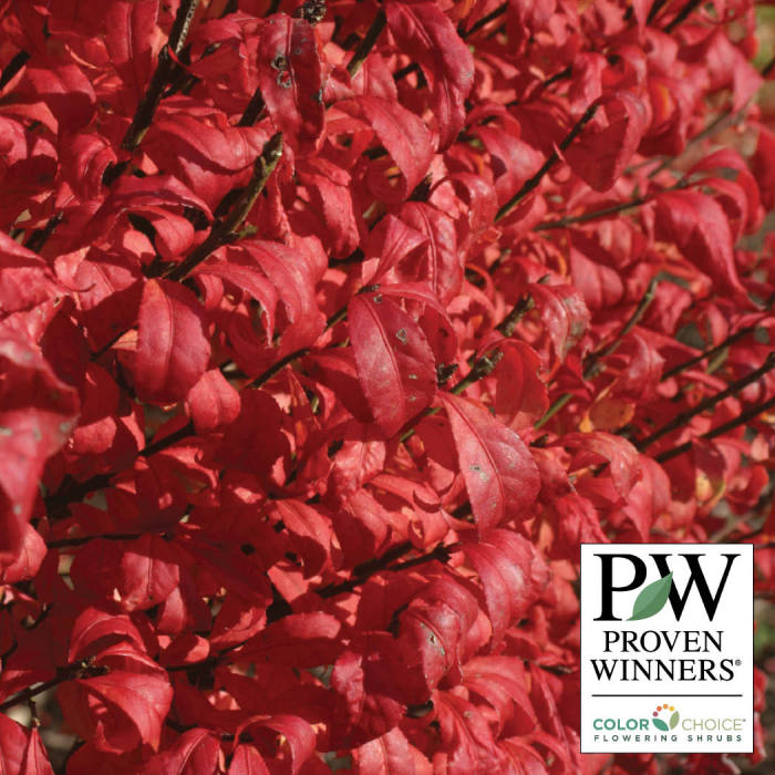  Fire Ball&reg; Burning Bush