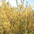  Meadowlark Forsythia