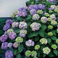  BloomStruck&reg; Hydrangea