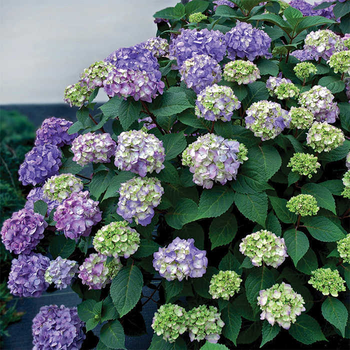  BloomStruck&reg; Hydrangea