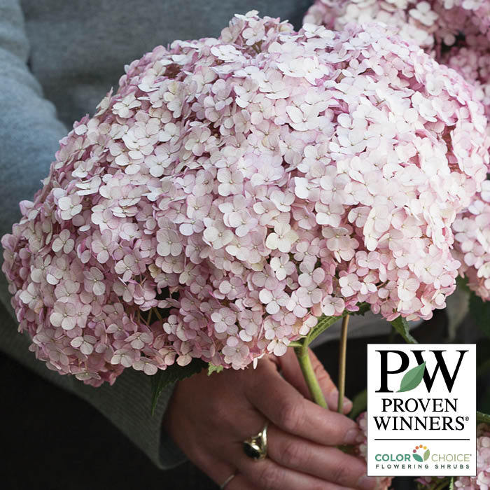  Incrediball&reg; Blush Hydrangea