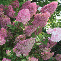  Strawberry Sundae&reg; Hydrangea