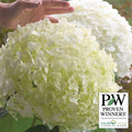  Incrediball&reg; Hydrangea