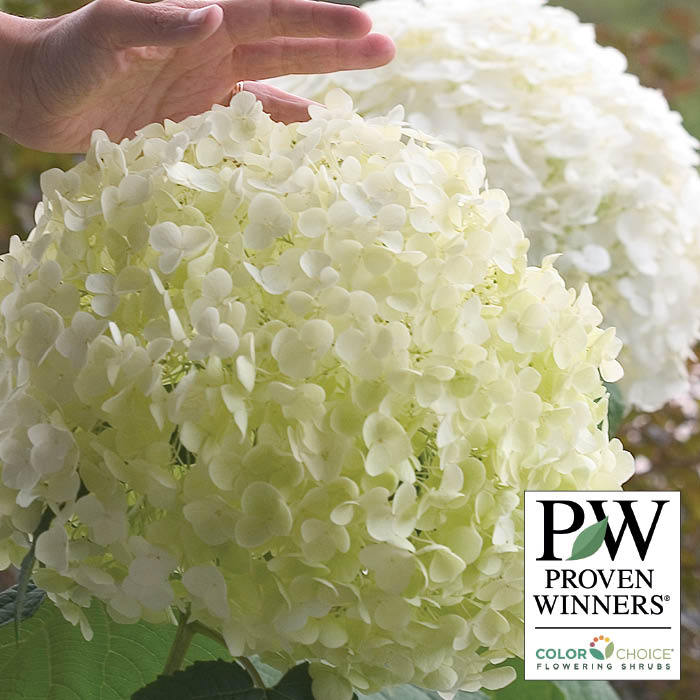  Incrediball&reg; Hydrangea