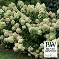  Little Lime&reg; Hydrangea