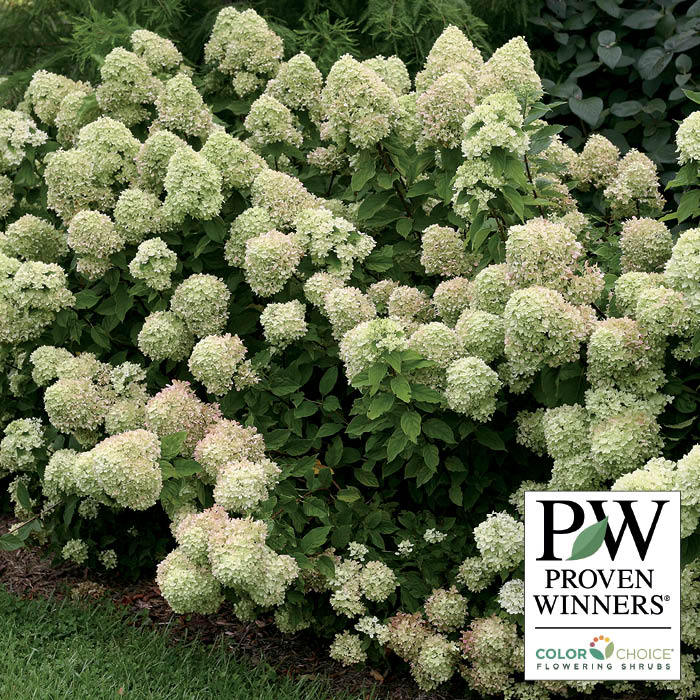  Little Lime&reg; Hydrangea