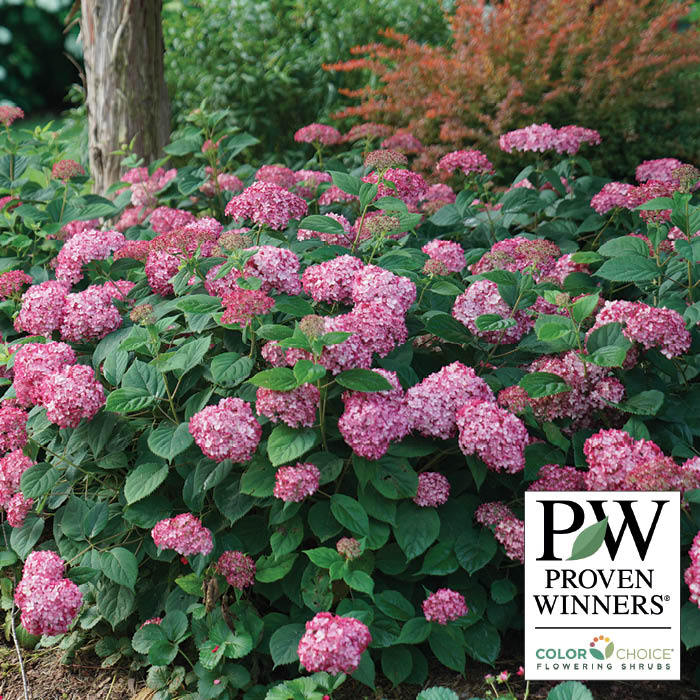  Invincibelle&reg; Ruby Hydrangea