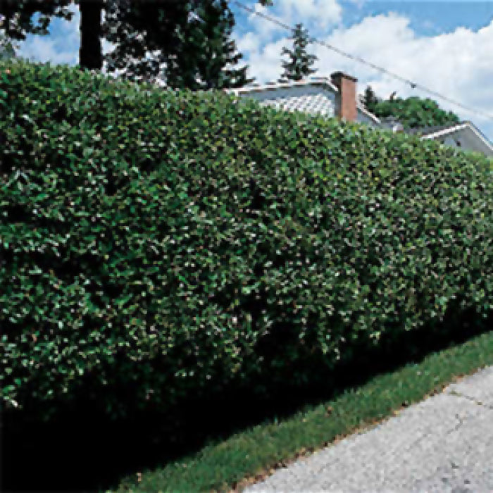  Hardy Cheyenne Privet