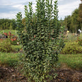 Straight Talk&reg; Privet