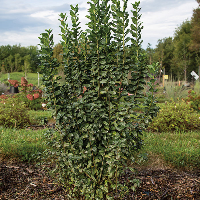  Straight Talk&reg; Privet