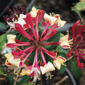  Peaches And Cream Honeysuckle