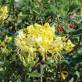  Scentsation Honeysuckle
