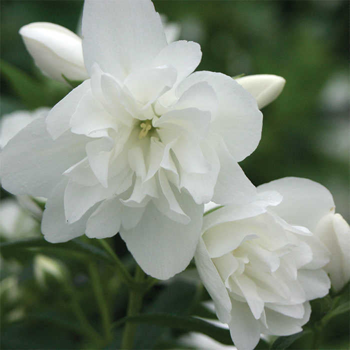  Snow Dwarf Mock Orange