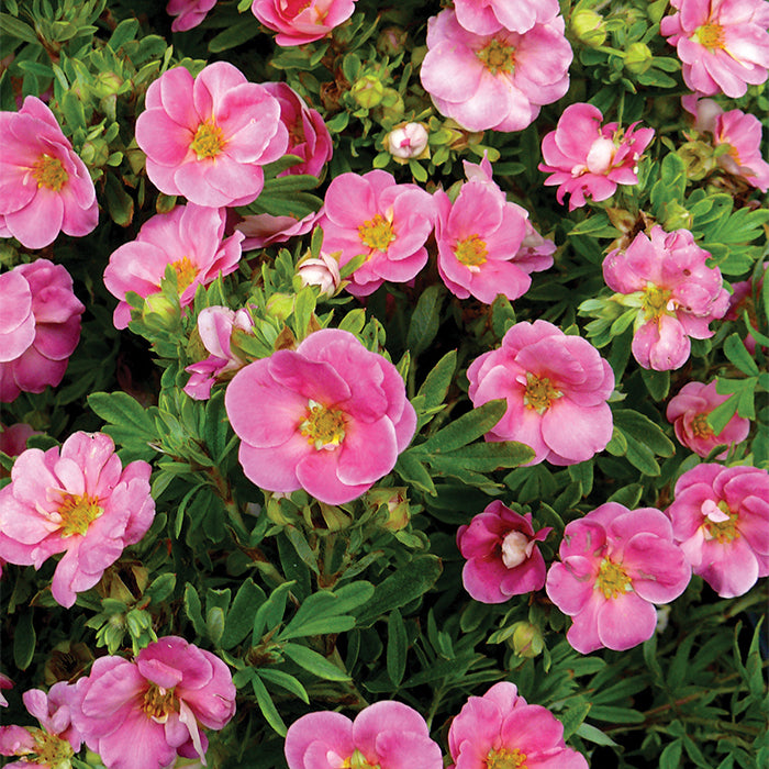  Happy Face&reg; Pink Paradise Potentilla
