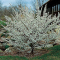 Nanking Bush Cherry
