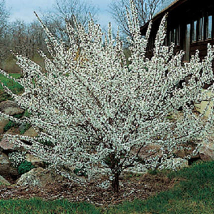  Nanking Bush Cherry