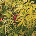  Lemony Lace&reg; Sambucus