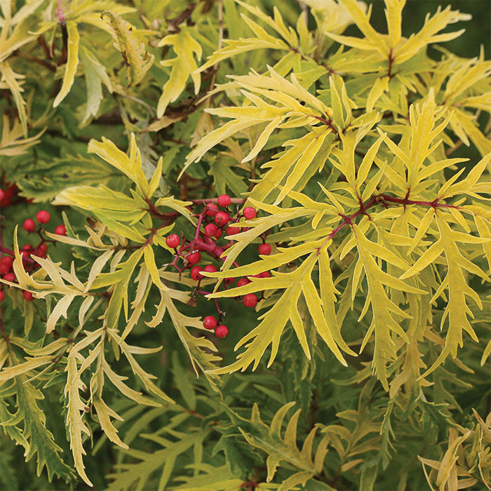  Lemony Lace&reg; Sambucus