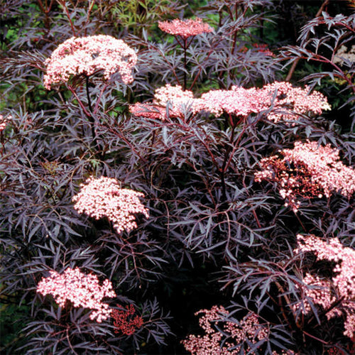  Black Lace&reg; Sambucus