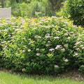  Pink Sparkler&trade; Spirea