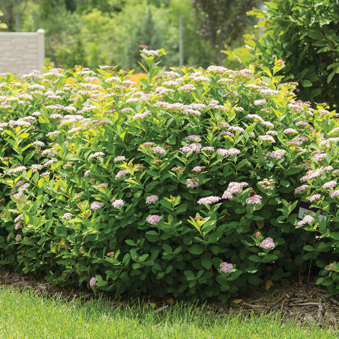  Pink Sparkler&trade; Spirea