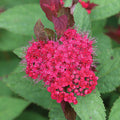  Double Play Doozie&reg; Spirea