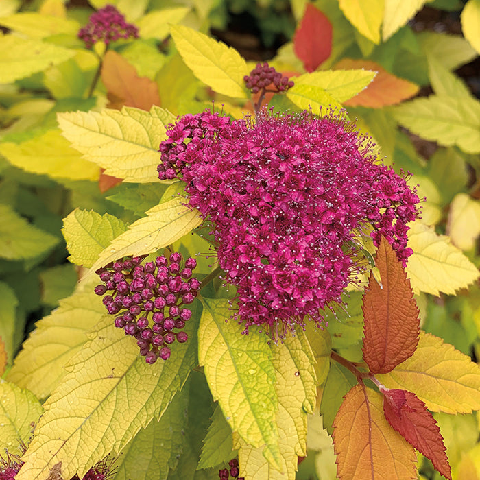  Double Play&reg; Candy Corn&reg; Spirea