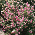 Candy Coralberry&trade;