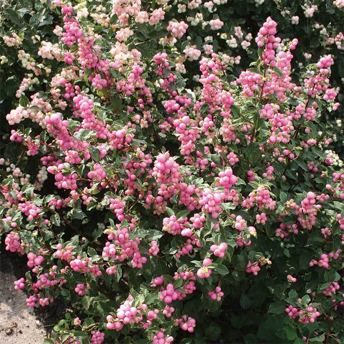  Candy Coralberry&trade;