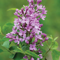  Lilac Sunday Lilac