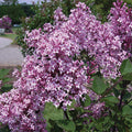  Josee Dwarf Reblooming Lilac