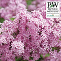  Bloomerang&reg; Purpink&trade; Lilac