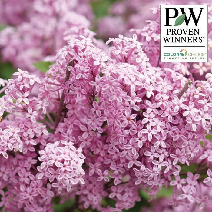  Bloomerang&reg; Purpink&trade; Lilac
