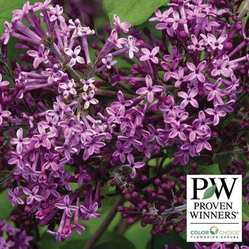  Bloomerang&reg; Dark Purple Reblooming Lilac