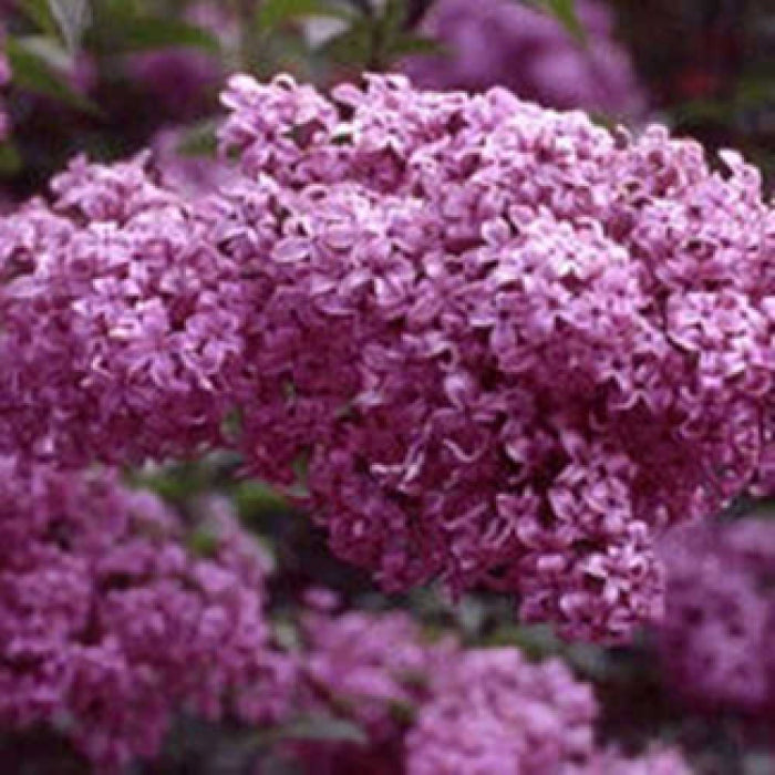  Syringa Chinensis Red Rothomaginsis Lilac