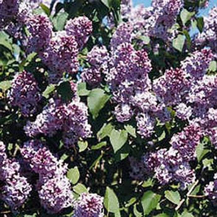  Common Hedge Lilac