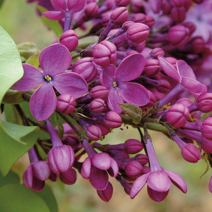  Declaration Lilac